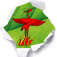 Scouting Phoenix Tiel