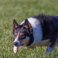Sheepdogtraining take time