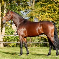 Stal Duineveld