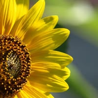 Sunflower Solar Systems zonne-energie