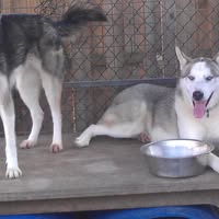 Toscma polar husky's