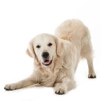 Totalpetshop