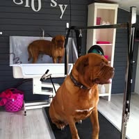 Trimsalon Glossy zijdewind