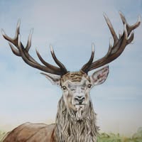 Betty Kloosterman aquarellen
