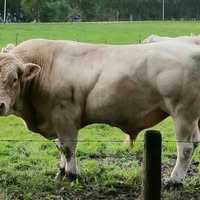 Vleesveebedrijf Erve Voordes
