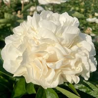 Warmerdam Paeonia