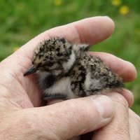 Weidevogels Avereest