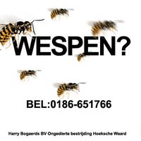 Wespen?