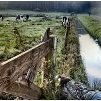 Wildfotografie Robert-Jan Asselbergs