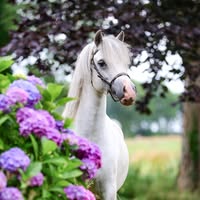 Windhoek & Kastanjehof Welsh Mountain Pony's