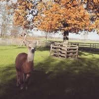 Zorg- en Kinderboerderij "In de Krom"