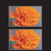 Bloemenboetiek de Goudsbloem