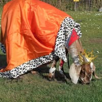 Camping de Kempe