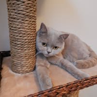 Cattery Vallis