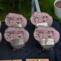 Chihuahua Beauty contest