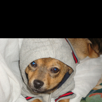 Chihuahua Jack-huahua