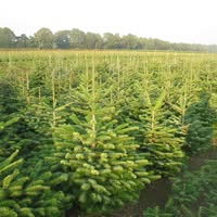 Coenders Kerstbomen