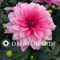 Dahlia Vereniging Heerde
