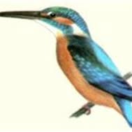 De IJsvogel
