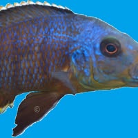 De Malawi Cichliden Specialist
