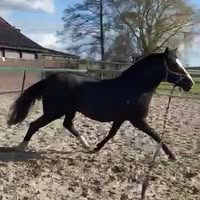 Delta HorseMix