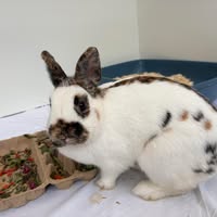 Dierenasiel de Swinge