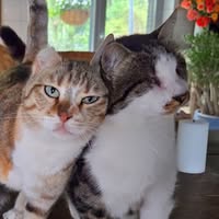 Dierenthuis