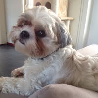 Diva's Dierenwinkel