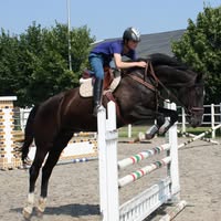 DKS Horses