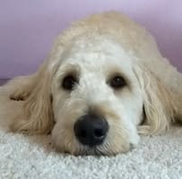 Doggy Daycare Center "The Happy Hound"