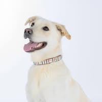 Doggy Diamonds