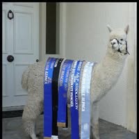 Alpaca Hacienda Holland