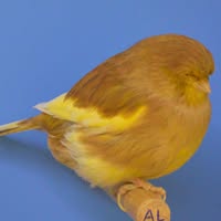 Alssema Glosters