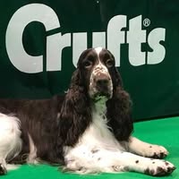 Engelse Springer Spaniel Hoeve