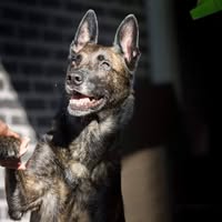 Hart voor je hond