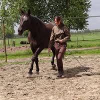 Holistisch trainingscentrum EquiLiberty