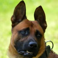 Honden Security Midden Nederland