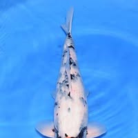 Jade Koi