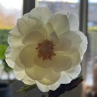 Johanna Bloembinderij