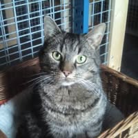 Kattenhotel Opmeer