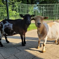 Kinderboerderij de Boezemvriend