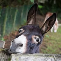 Kinderboerderij Feltsigt