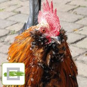 Kinderboerderij Minnebeek