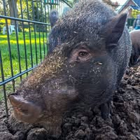 Kinderboerderij Wijhe
