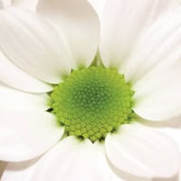 Koping Flora