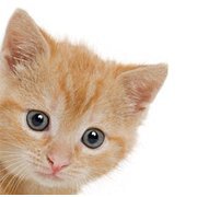 Nationale Dierenbon
