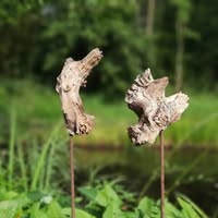 Natuur Creatie Intuïtie