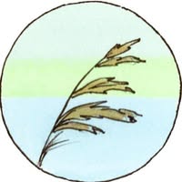 Natuurkampeerterrein De Rietkraag