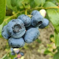 Natuurlijkerwijs blauwe bessen