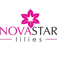 Novastar Lilies